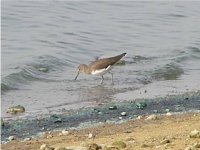 green sandpiper.jpg