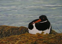 Oystercatcher.jpg