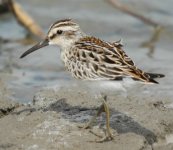 BroadBilledSandpiper.JPG