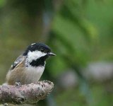 coal_tit 2.jpg