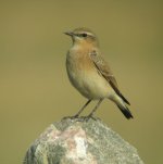 23.8 Wheatear 5.jpg