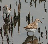 White-rumped Sandpiper.jpg