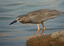 bc night heron.juvDSCF1673.jpg