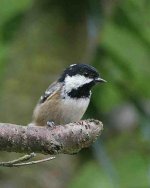 coaltit1.jpg