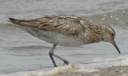 SharpTailedSandpiper.JPG