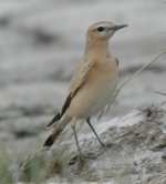 Isabelline Wheatear.JPG