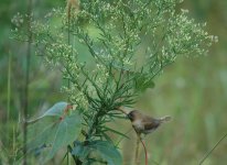 ScalyBreastedMunia.JPG