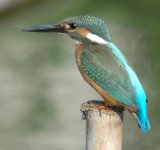 Kingfisher.JPG