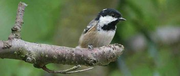 coal_tit1.jpg