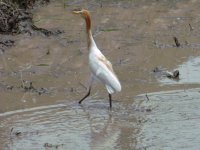 Cattle egret 1.JPG