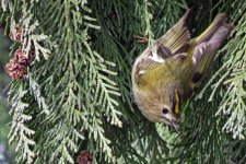 goldcrest 2.jpg