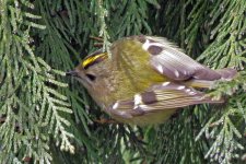 goldcrest.jpg