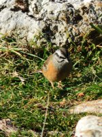 2015.01.16 Rock Bunting.JPG