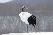 Red-crowned Crane jap 7.jpg