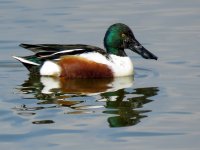 shoveler (12) (Medium).JPG