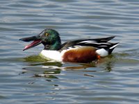 shoveler (19) (Medium).JPG