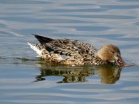 shoveler fem (13) (Medium).JPG