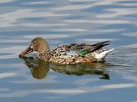 shoveler fem (18) (Medium).JPG