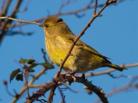 Green Finch.jpg