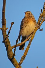 Water Pipit.jpg