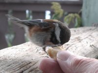 02 chickadee.jpg