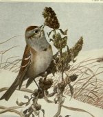 tree sparrow.jpg