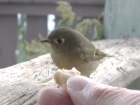 02 kinglet.jpg