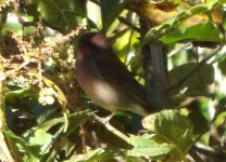 Rosefinch 3.jpg