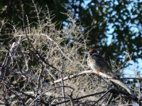 2015.01.17 Spanish Sparrow.JPG