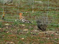 2015.01.17 Wintering Hoopoe.JPG