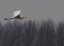 GWE fly.jpg