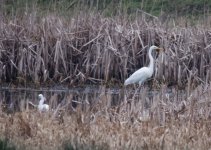 2 egrets ground 2.jpg