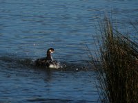 2015.01.17 Black-necked Grebe.JPG