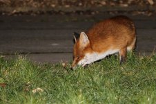 2015_03_04 (1)_Red_Fox (800x533).jpg