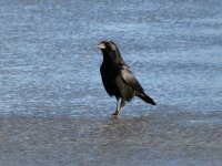 crowIMG_0523.jpg