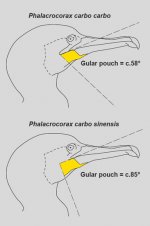 Cormorant Subspecies ID, carbo or sinensis by gular pouch angle, Hemel Birding by VELORAPTOR.jpg