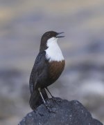 Dipper _X7A0718.jpg