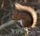 Red Squirrel _X7A0981.jpg