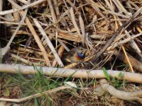 2015.02.13 Bluethroat.JPG