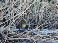 2015.02.13 Chiffchaff & Cetti's Warbler.JPG