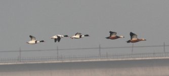 Shelducks.jpg