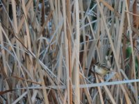 2015.02.13 Zitting Cisticola.JPG