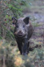 2015_01_18 (7)_Wild_Boar (533x800).jpg