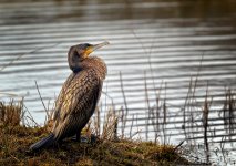 Cormorant 1600px.jpg