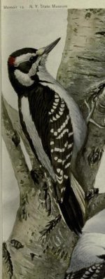 woodpecker, hairy, male.jpg