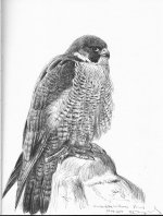 Peregrine-falcon-poing.jpg