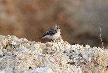 4001 Stonechat.jpg