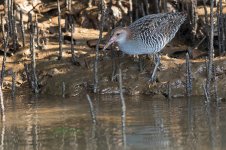 Slaty-breasted-Rail-(28)-web.jpg