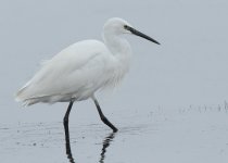 little-egret-web-9626.jpg