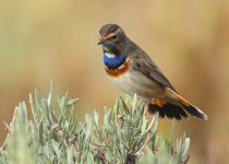 bluethroat-web-9964.jpg